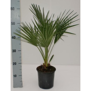 Хамеропс приземистый 60 см.